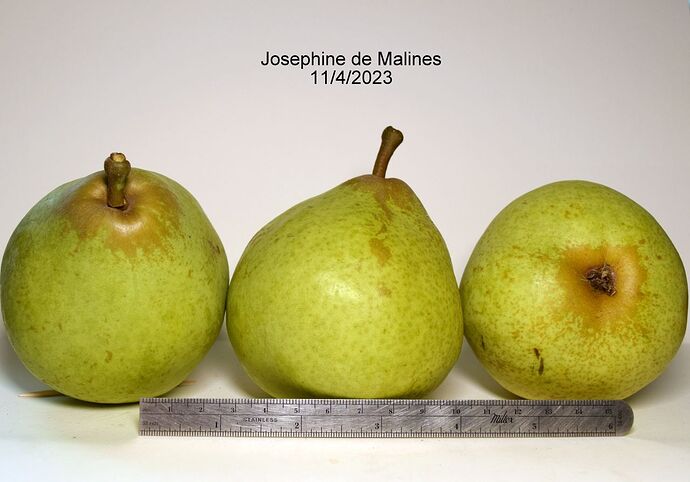 Josephine de MalinesRS