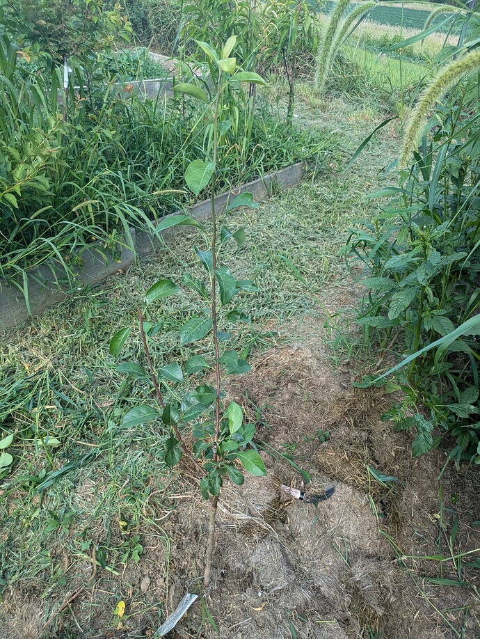grc pear graft