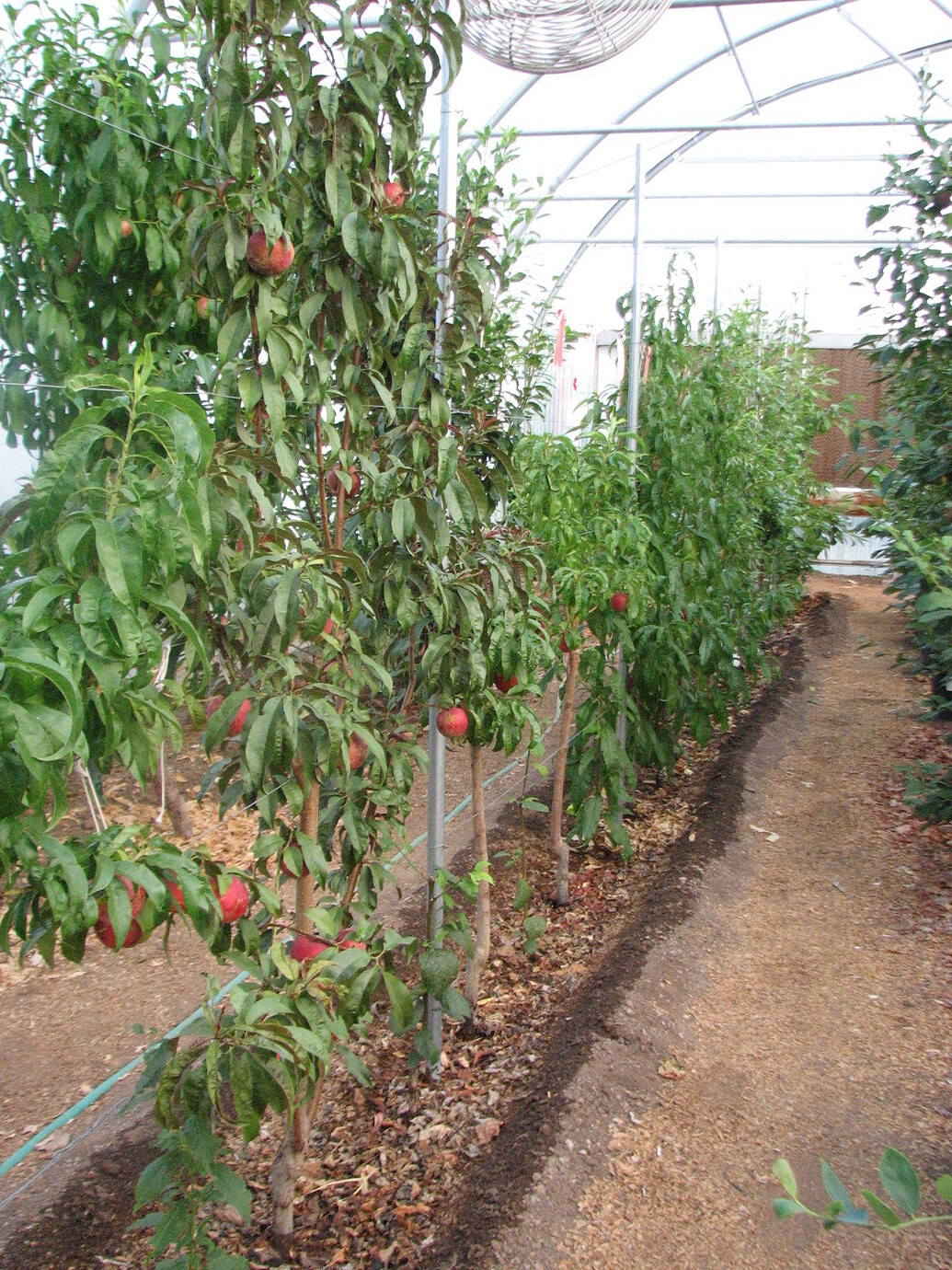 Greenhouse fruit update General Fruit Growing Growing Fruit