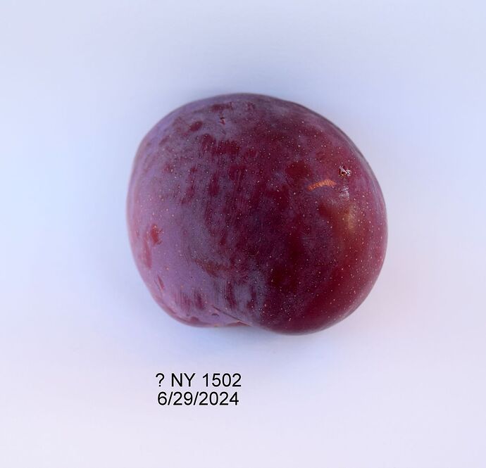 NY1502#1RS