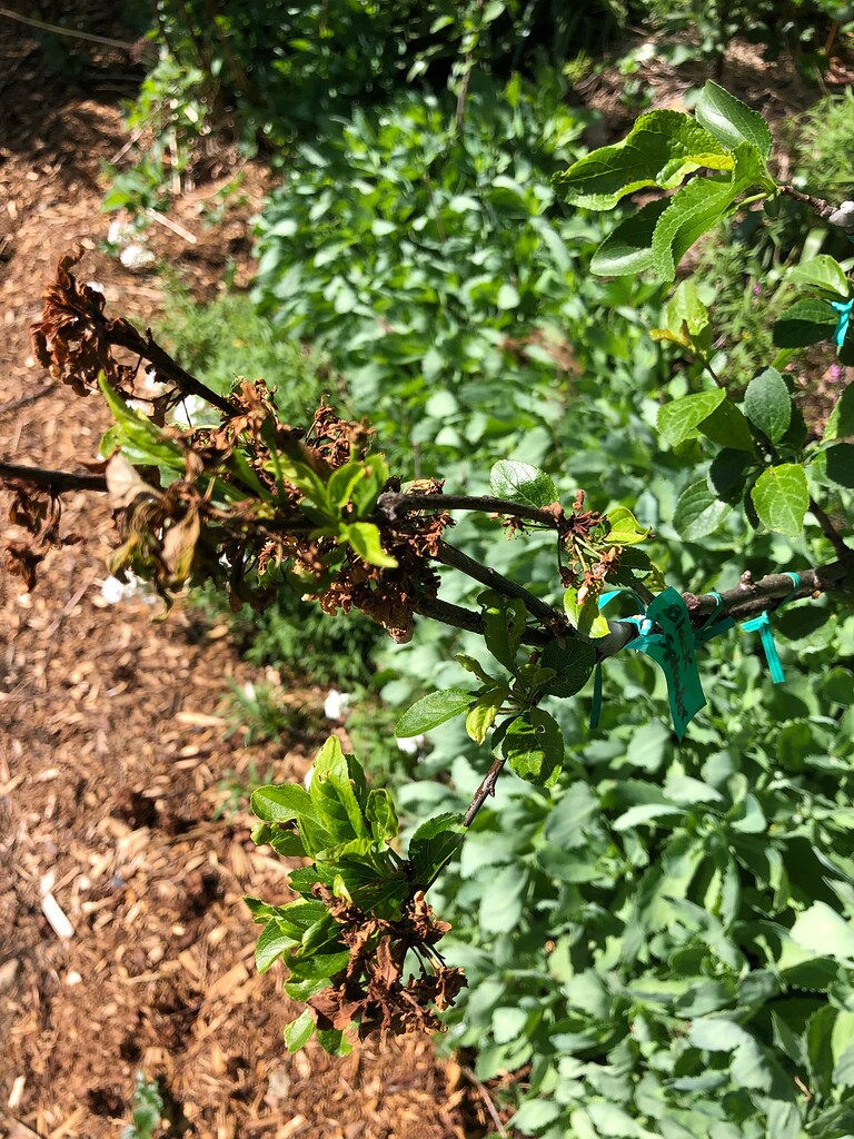 Die back of plum graft General Fruit Growing Growing Fruit