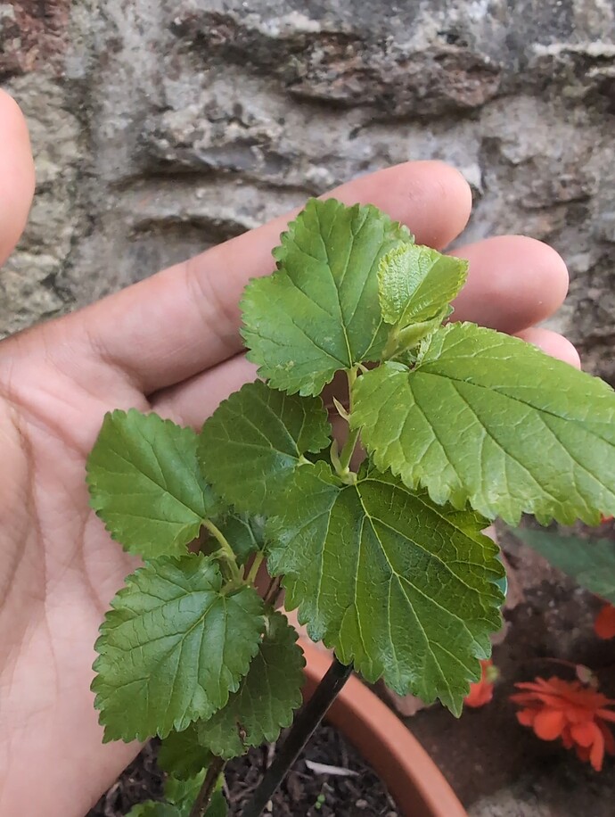 IMG_20240913_182022_520