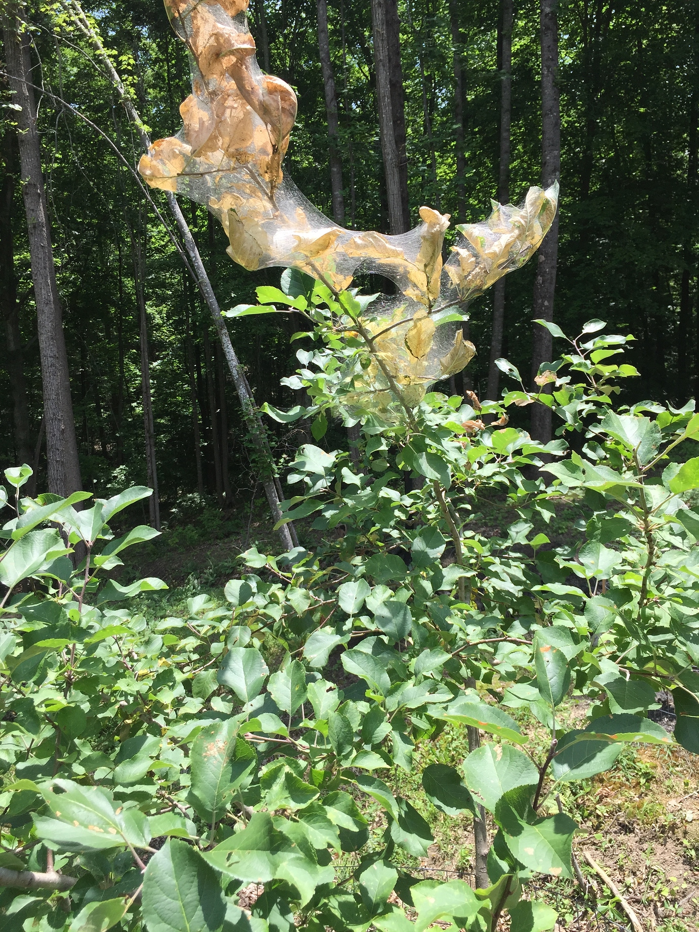 Webbing on Jonagold apple - General Fruit Growing - Growing Fruit