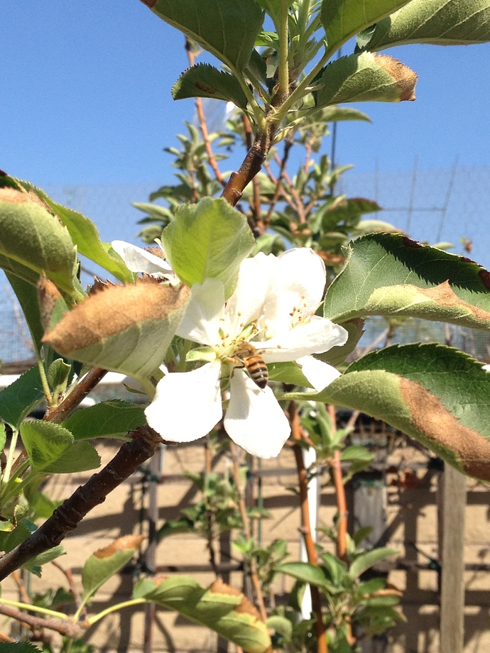 Bee%20on%20apple%20flower