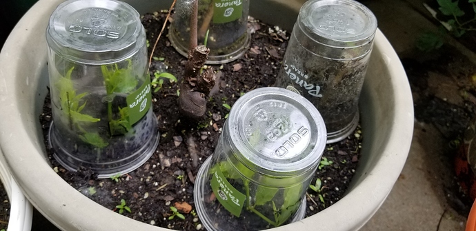 15297751065825640559828239867036