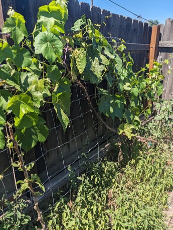 PXL_20240707_201710988