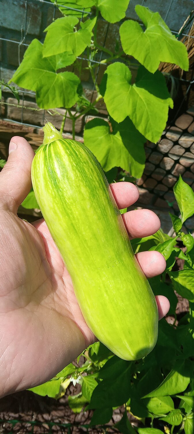 Asian Climbing Zucchini General Gardening Growing Fruit