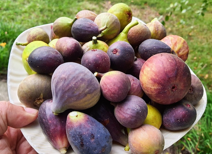 Figs%20Harvest%2009-15-2020