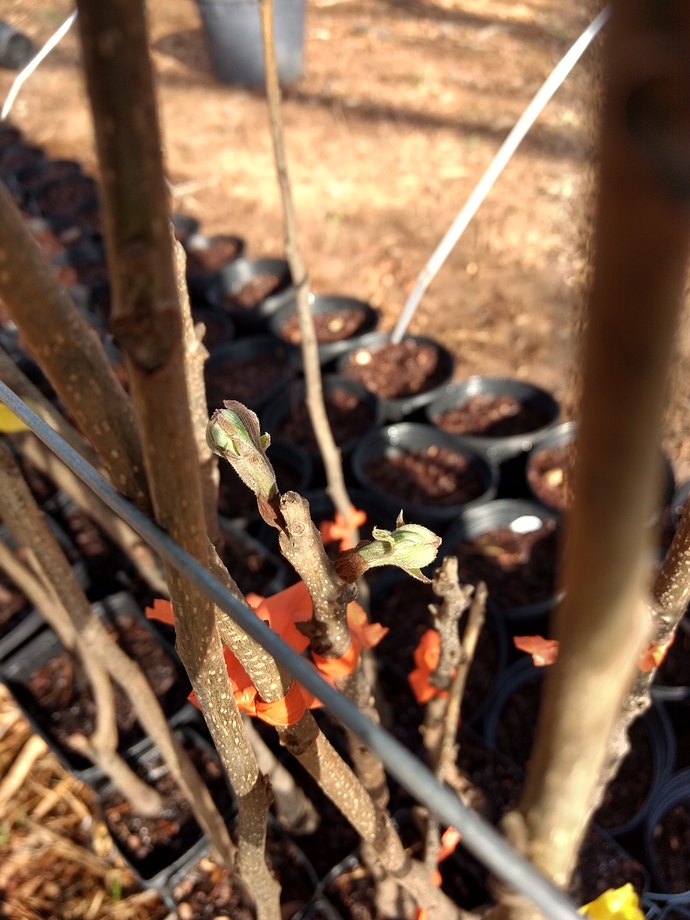 IMG_20180223_093150996_HDR