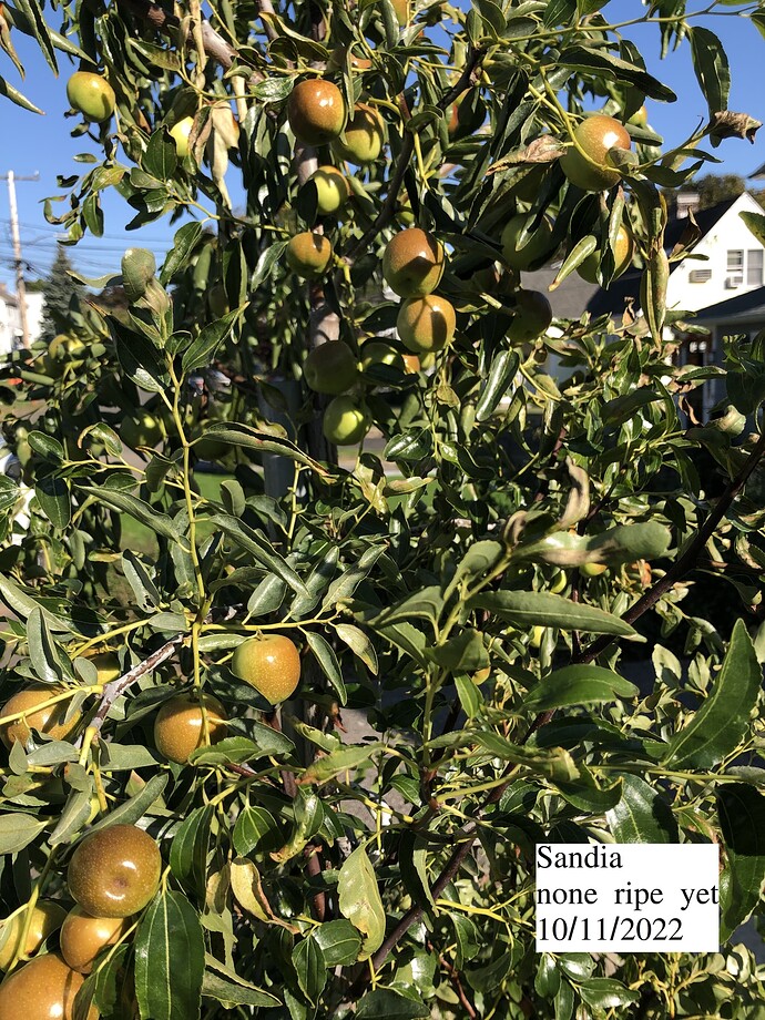 Sandia_ph_10-11-2022