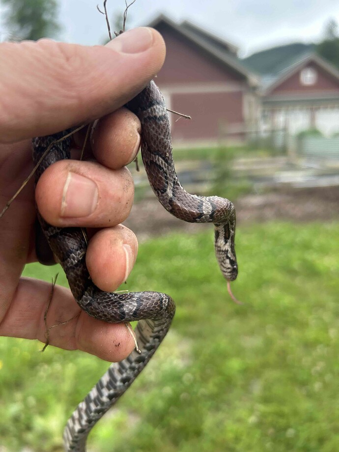 Milk Snake