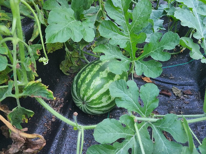 July 22,2021 Melons 2
