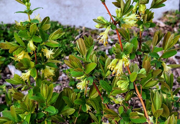 Honeyberries 03-26-22