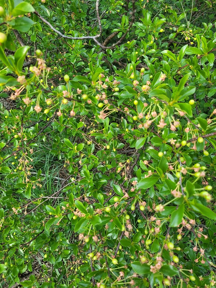 Carmine jewell versus Juliet cherries General Fruit Growing Growing