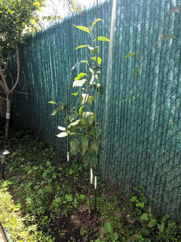 How to start off espalier training for my trees General Fruit Growing