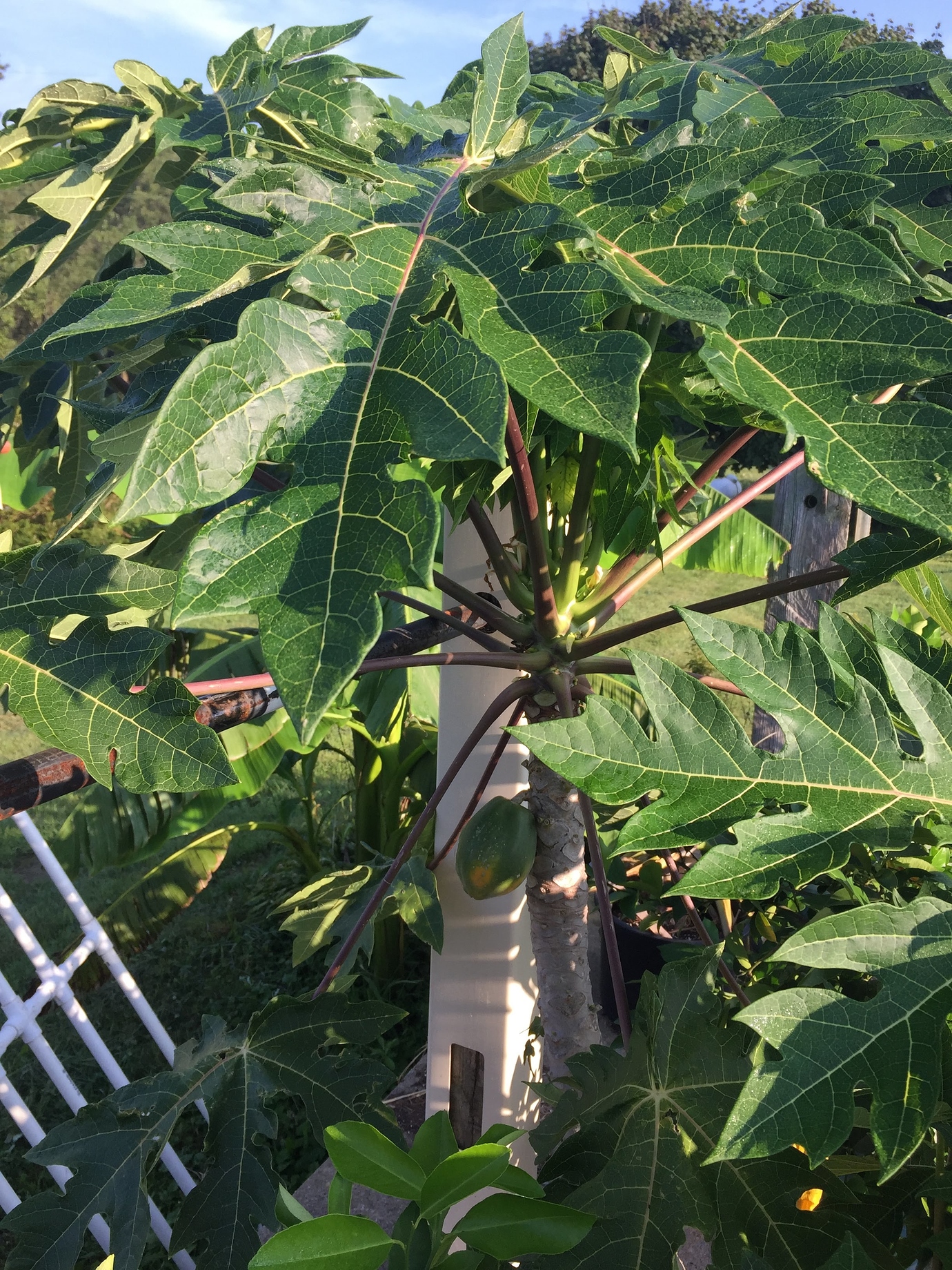 Anyway to grow Papaya indoors? General Fruit Growing Growing Fruit