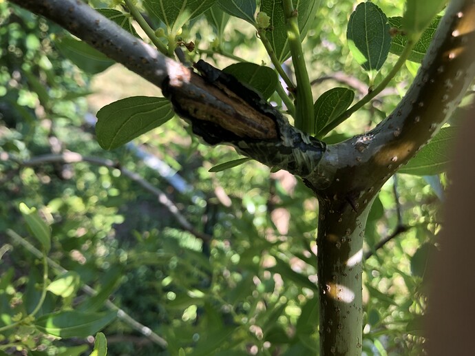 Good_jujube_graft_07-10-2022