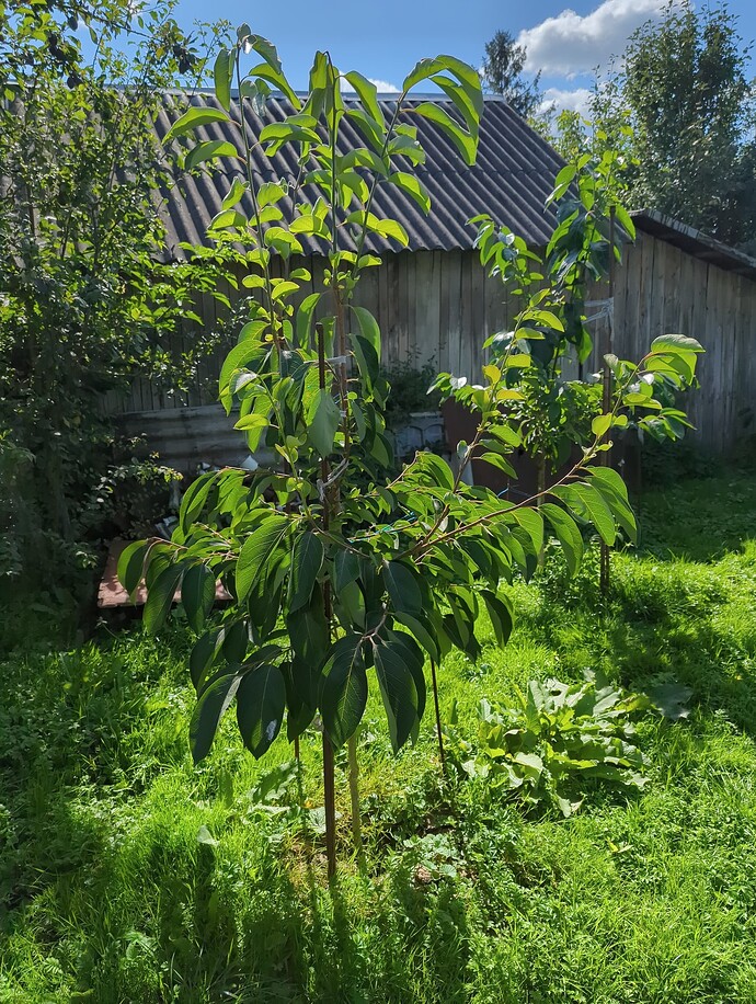 IMG_20240812_104638~2