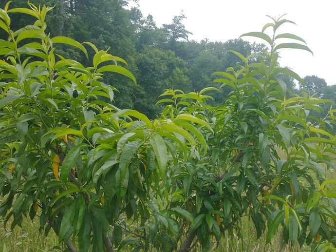 IMG_20230701_142510487