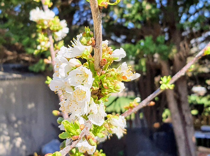 Sweet Cherries 04-02-22