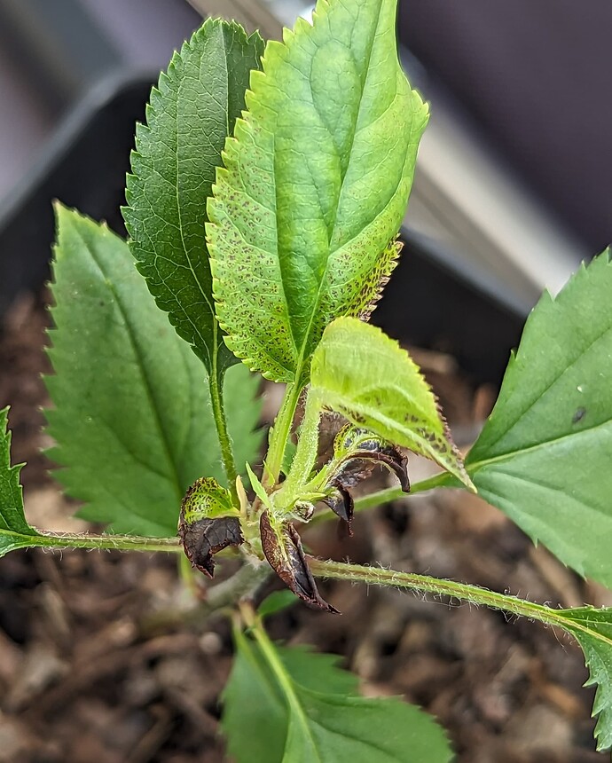 PXL_20230905_213158119~2