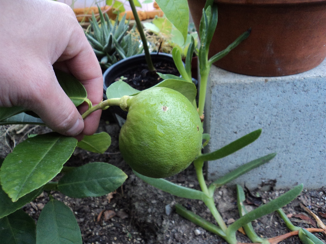 Ponderosa lemon Pictures! Growing Fruit