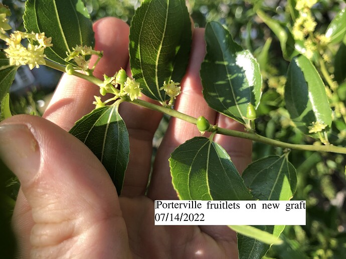 Porterville_close_ph_07-14-2022