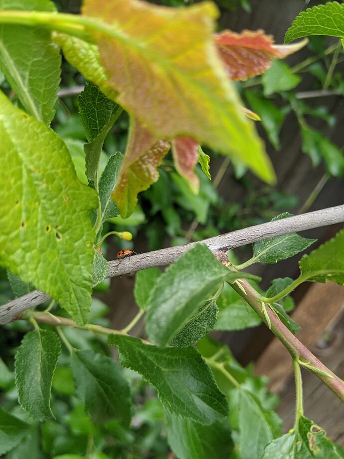 PXL_20220606_194542779