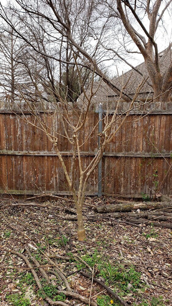 20210312_152401CheAfterPruning