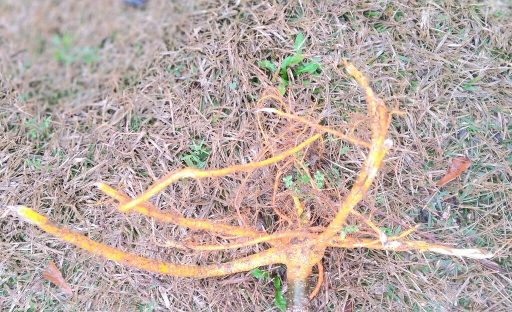 Wild seedling mulberry root General Fruit Growing Growing Fruit