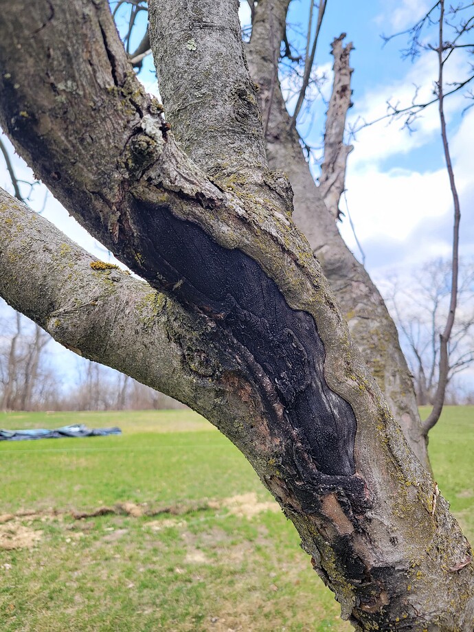 4-Sad-branch-closeup