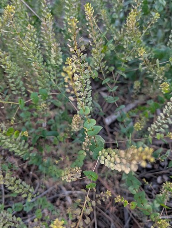 PXL_20250522_031737074