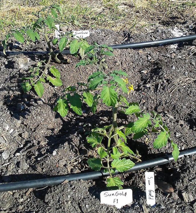 Tomatoes_SunGold_2018-03-07