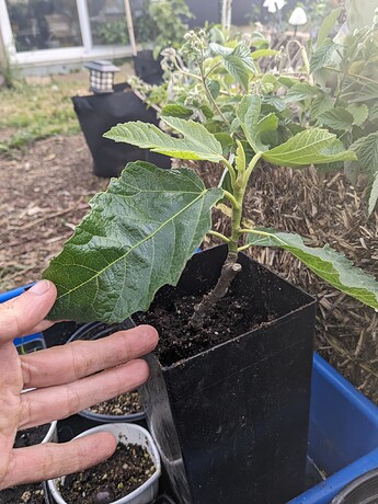 PXL_20240521_132604311