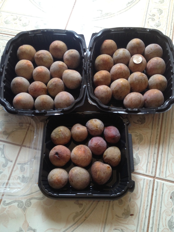 Elephant%20Heart%20plums%20%20