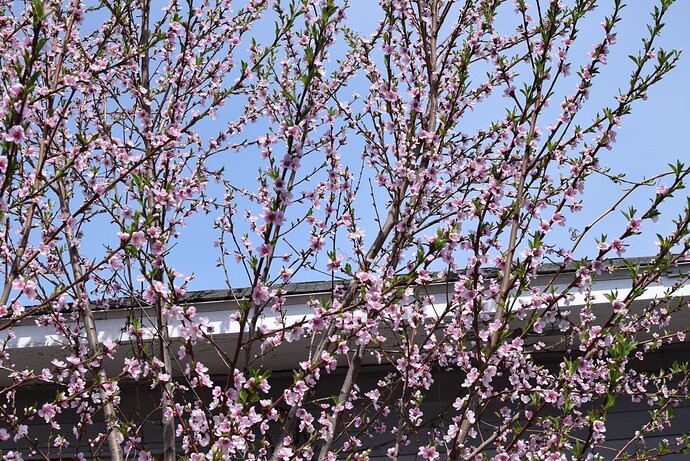 nectarine428