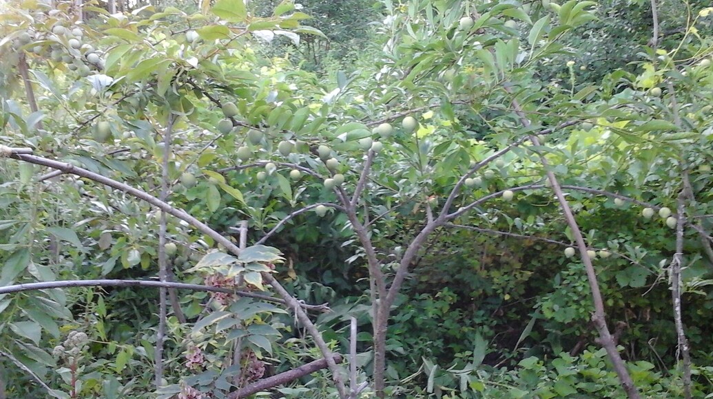Plums in Maine General Fruit Growing Growing Fruit