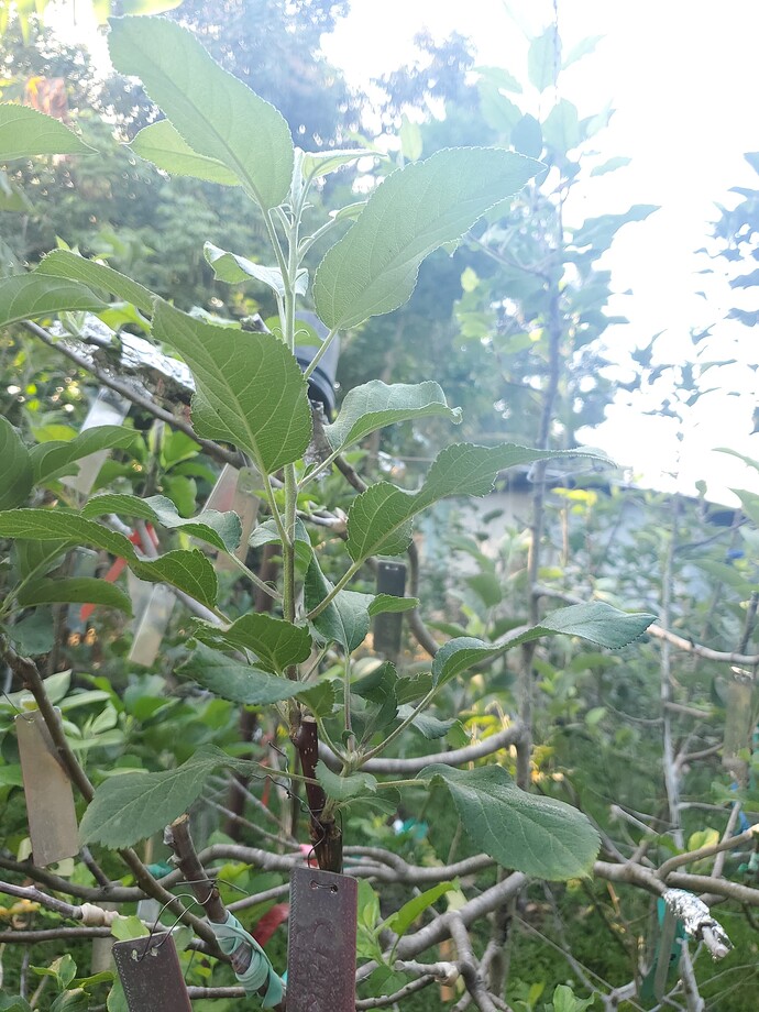 Clark's Crab 2nd Geaft