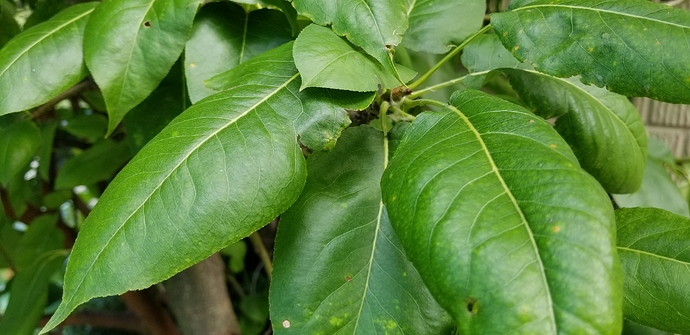 15321204720202102032671174605383