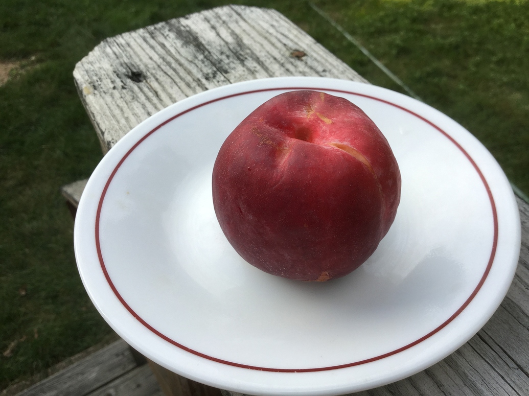 First Silver Gem Nectarine General Fruit Growing Growing Fruit