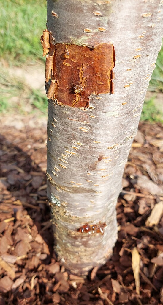 EU Plum oozing Amber General Fruit Growing Growing Fruit