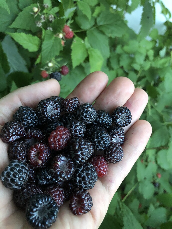 Wild_Black_Raspberries_ss_06-21-2021