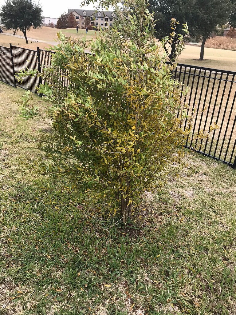 Pruning a pomagranate bush into a tree General Fruit Growing