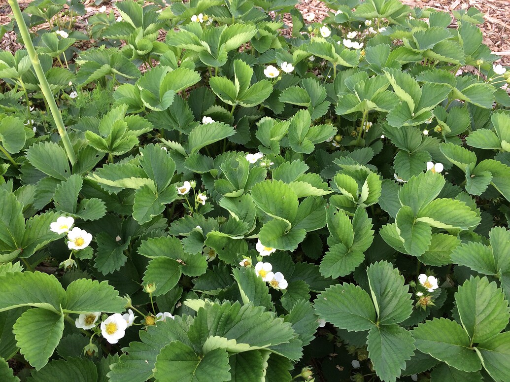 Curling leaves on strawberry plants General Fruit Growing Growing Fruit