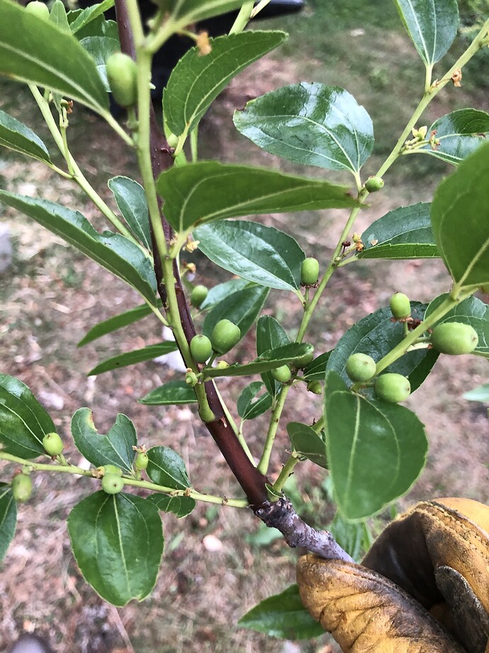 Shanxi_Li_07-12-2022