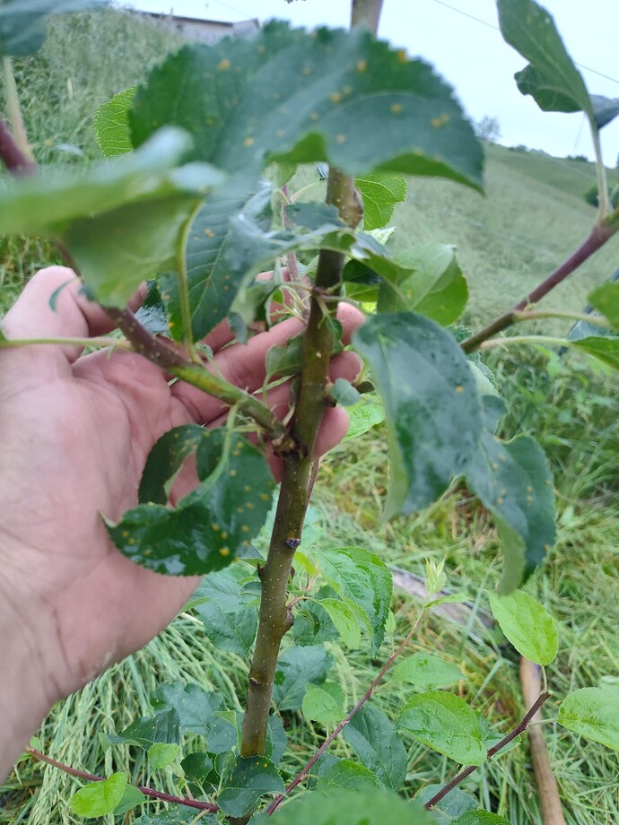 IMG_20250521_075328035_HDR