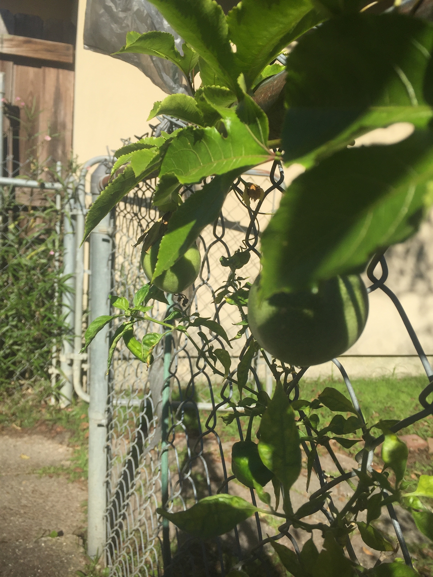 Fruit Tree Recommendations For Zone 9A Louisiana General Fruit 