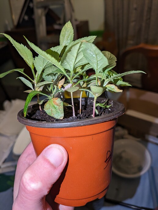 PXL_20240322_075355984