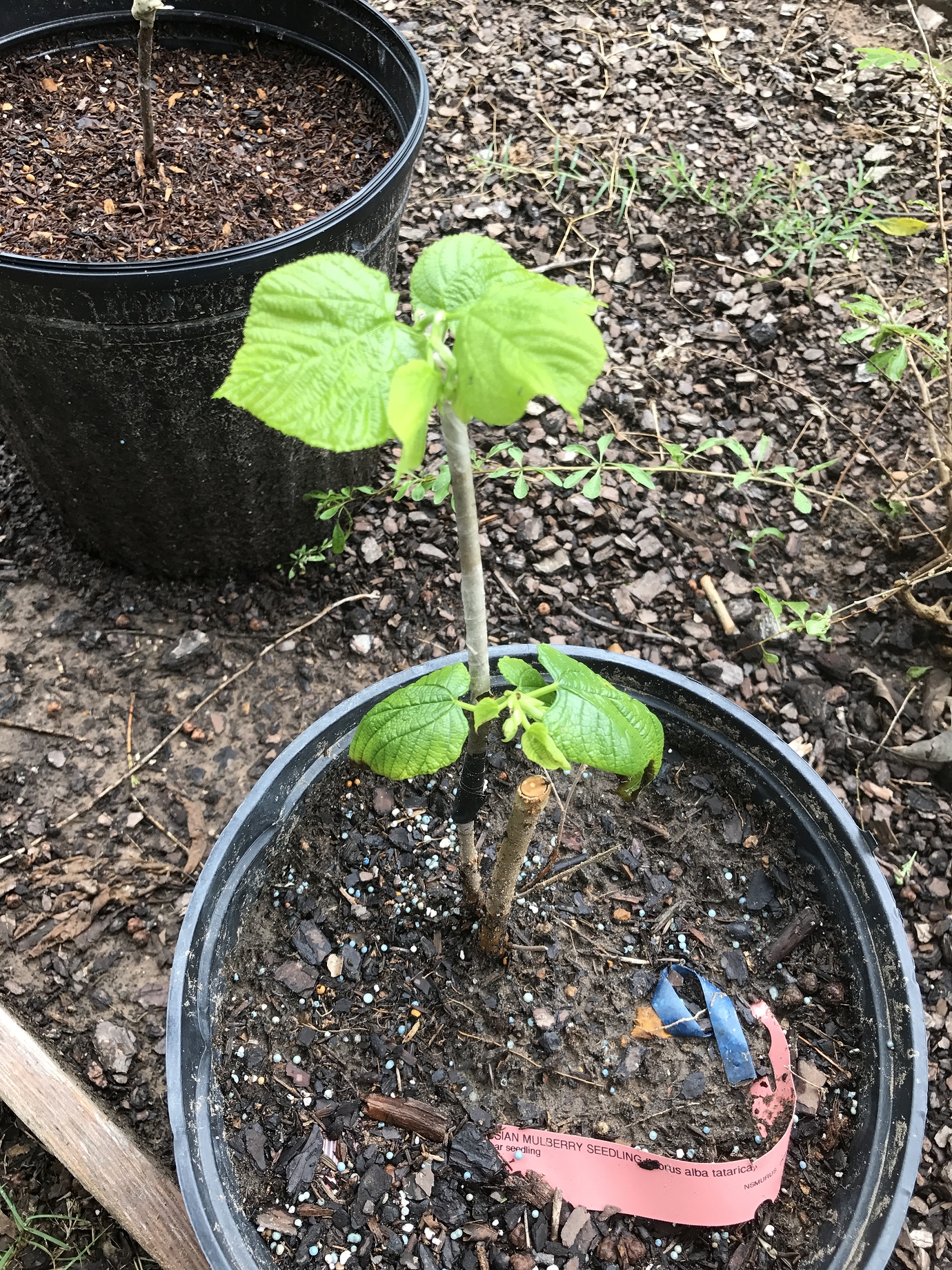 My summer mulberry graft Pictures! Growing Fruit