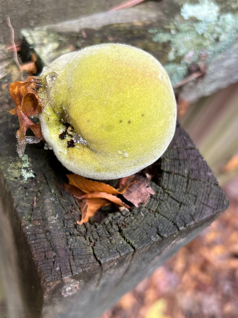 Peach Problems 🤦‍♀️ General Fruit Growing Growing Fruit
